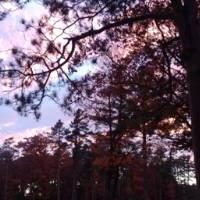 A picture containing outdoor, sky, branch, cloud